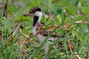 A Red Wattled Lapwing Chick - Playing Hiding & Seek - image gratuit #472071 