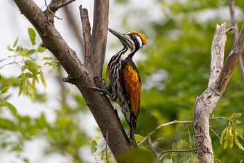 A White Naped Woodpecker pecking on a tree - бесплатный image #472101