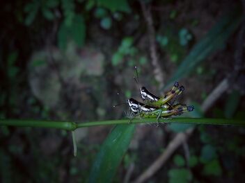 Grasshoppers - Free image #472281