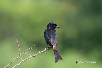 A Black Drongo on a Beautiful Perch - Kostenloses image #472361
