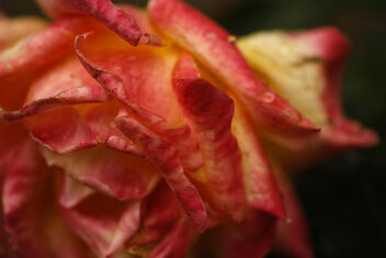 In the garden. Rose, best viewed large. - бесплатный image #472511