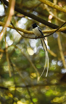 Madagascar Paradise-flycatcher - image #472561 gratis