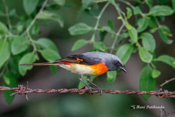 A Small Minivet on a fence looking for food - image gratuit #472711 