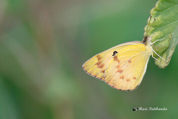 A Common Grass Yellow Settles on a leaf in the wind - Free image #472751