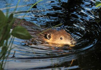The young beaver in the evening sun - image gratuit #472811 