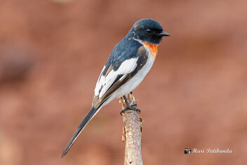 A White Bellied Minivet that surprised me totally! - image gratuit #472931 