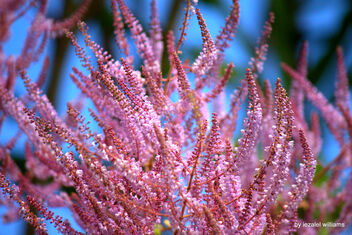 Pink and Blue IMG_9347 - image gratuit #473051 