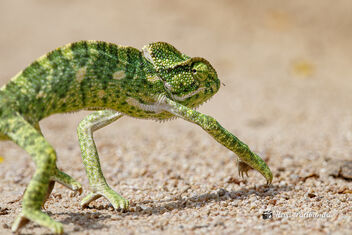 An Indian Chameleon running away - image gratuit #473141 