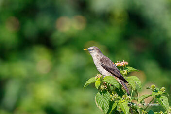 A Chestnut Tailed Starling - image gratuit #473251 