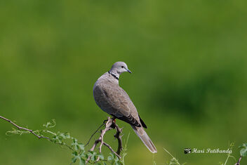 An Eurasian Collared Dove Waiting for the mate - бесплатный image #473331