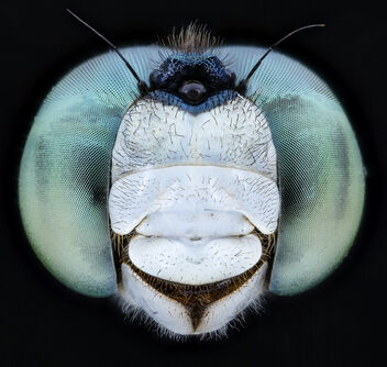 Dragon fly teal eyes_2020-08-03-18.30.54 ZS PMax UDR - Kostenloses image #473451