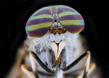 Deer fly, sexy eyes_2020-08-05-16.46.50 ZS PMax UDR - image gratuit #473811 