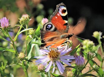 Maiden butterfly on the flower - Free image #473951