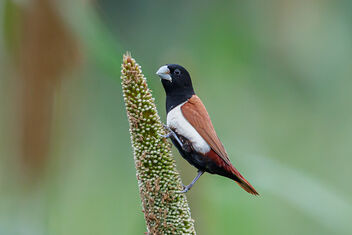 A Tricolored / Black Headed Finch on a Millet Cob - image gratuit #473981 