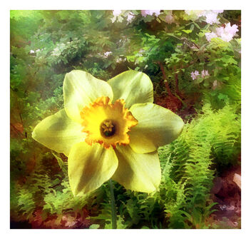 Daffodil in Warm Morning Light - image gratuit #474011 