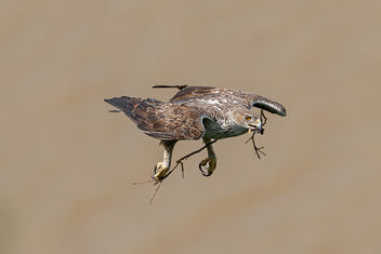 A Bonelli's Eagle Carrying materials for the nest - image gratuit #474041 