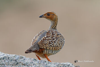 A Painted Francolin Calling for its Partner - Kostenloses image #474121