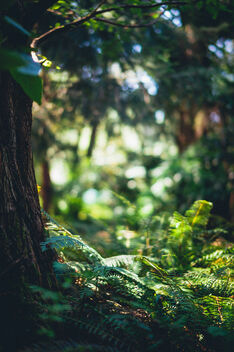 Missing the tropical forest that we cannot visit - Free image #474301