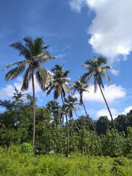 Coconut Tree - Kostenloses image #474331