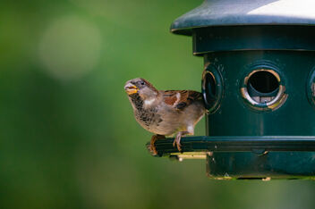 Sparrow Gobbling Seed - Free image #474611