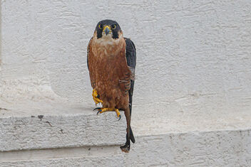 A Rare Shaheen Falcon in my high rise apartment complex! - image gratuit #474631 