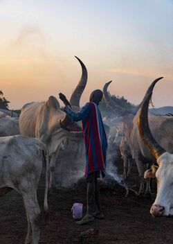 Washing Horns, Mundari - image gratuit #474651 