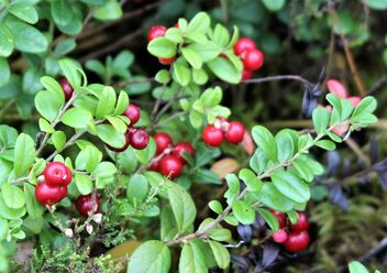 Lingon berries - Kostenloses image #474661