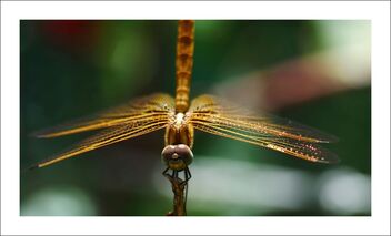 dragonfly - image gratuit #474781 