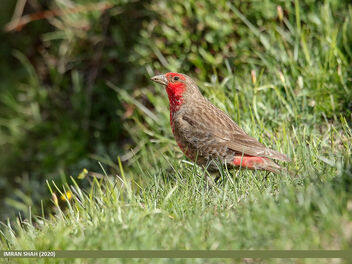 Red-fronted Rosefinch (Carpodacus puniceus) - image #474831 gratis