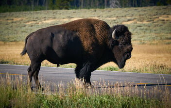 Bison, Grand Teton - Free image #474991