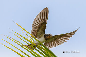 A Barn Swallow attempting to land on the coconut tree leaves - image #475021 gratis