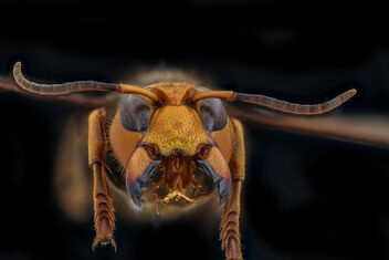 murder hornet, f, face front_2020-10-01-18.49.11 ZS PMax UDR - Kostenloses image #475071