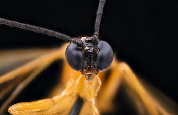Parasite wasp, face_2020-08-17-18.41.34 ZS PMax UDR - бесплатный image #475181