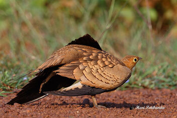 A Chestnut Bellied Sandgrouse - Female Stretching its wings - image gratuit #475201 