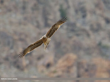 Booted Eagle (Hieraaetus pennatus) - image gratuit #475311 