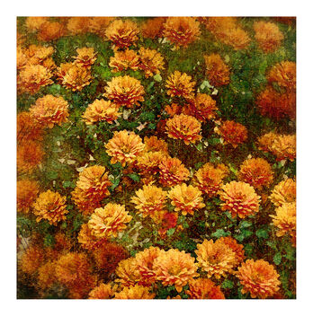 Fall Chrysanthemums - image gratuit #475671 