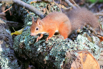 Red Squirrel - Kostenloses image #475771