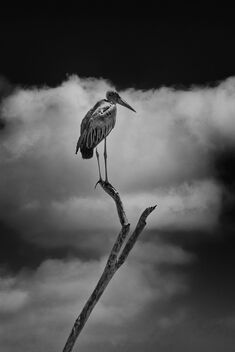 Marabou Stork - image #475841 gratis