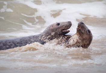 Play Fighting in the Water - image #475941 gratis