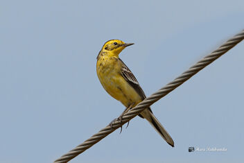 An Yellow Wagtail on a Wire - Free image #476001