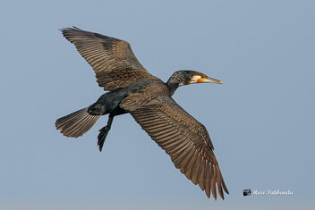 A Great Cormorant taking off - image gratuit #476091 