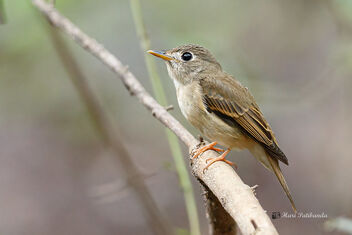 A Rare Brown Breasted Flycatcher - image #476111 gratis