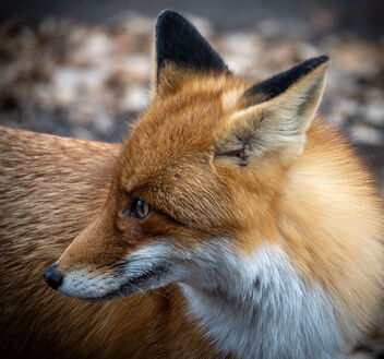 Wild fox beggar - almost eat from hand - Kostenloses image #476151