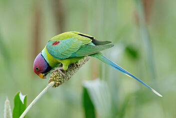 A Plum Headed Parakeet Feasting on Millet Cobs - image gratuit #476161 