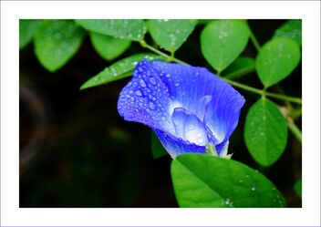 Blue pea flower - бесплатный image #476201