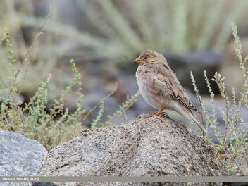 Mongolian Finch (Bucanetes mongolicus) - image gratuit #476301 