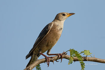 A Juvenile Rosy Starling getting a quiet moment - image gratuit #476361 