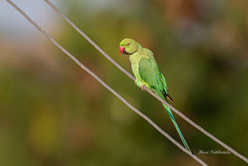 A Rose Ringed Parakeet readying for the day - Free image #476461