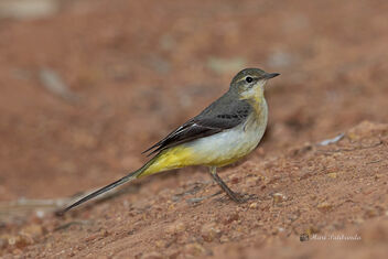 A Gray Wagtail hopping on the ground looking for insects - image #476571 gratis