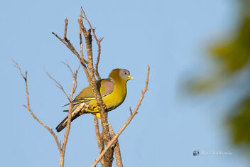 A Yellow Footed Green Pigeon on a high branch - Free image #476721